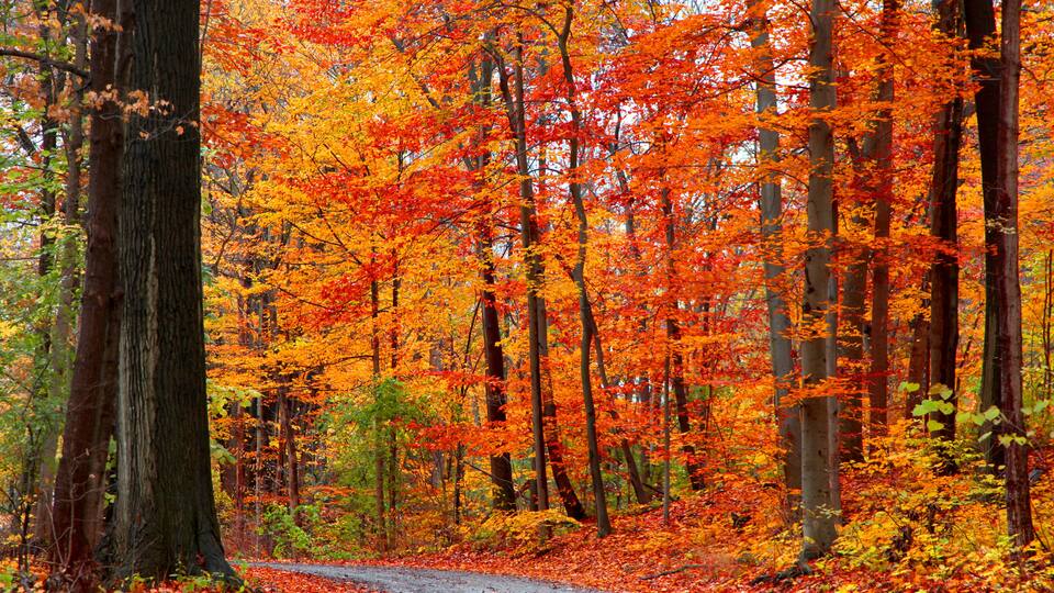 A forest path surrounded by trees with autumn leaves.