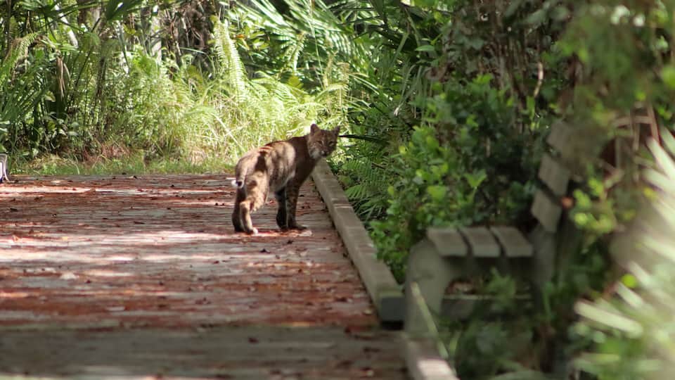 bobcat on the trail