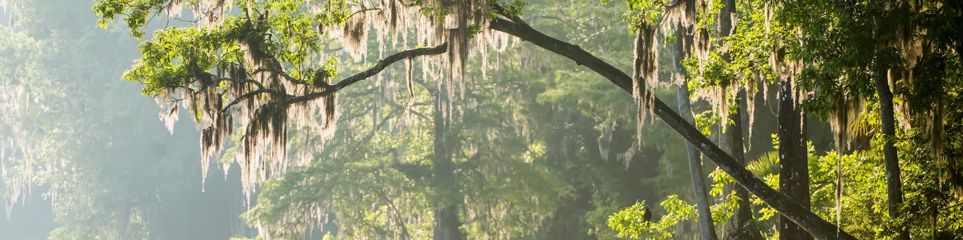 Silver river with moss draped cypress trees; Silver Springs, Florida, United States of America
