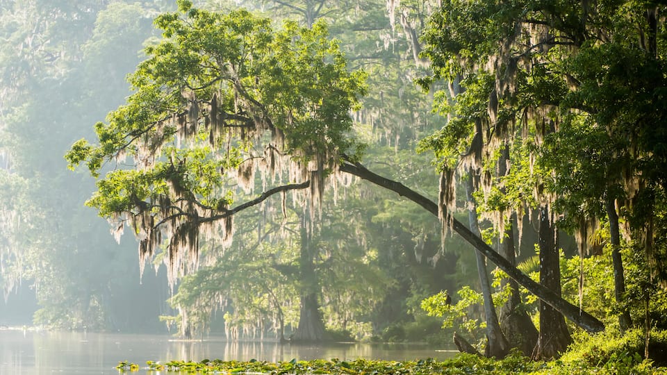 Silver river with moss draped cypress trees; Silver Springs, Florida, United States of America