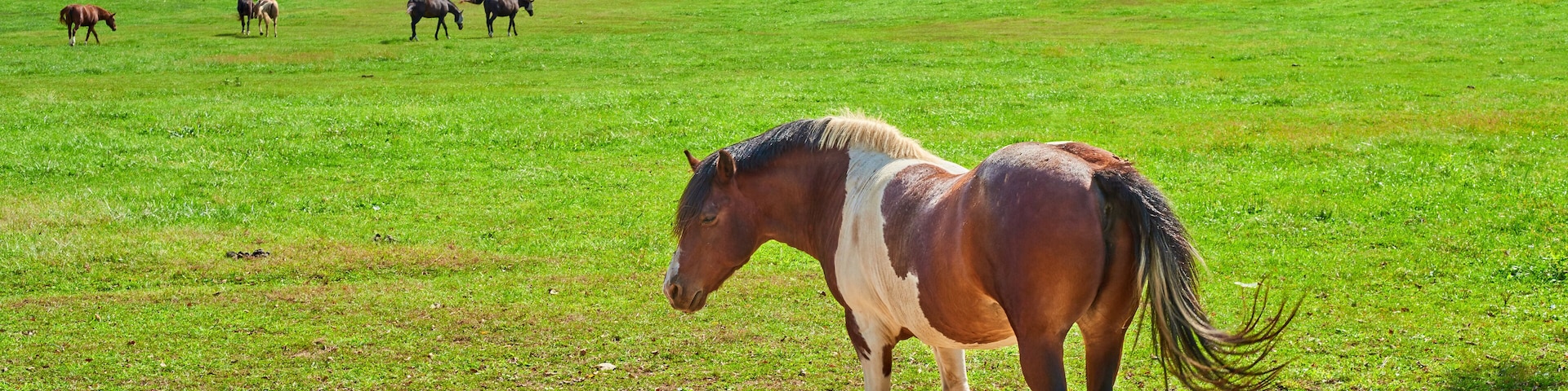 Horse at Kentucky Horse Farm