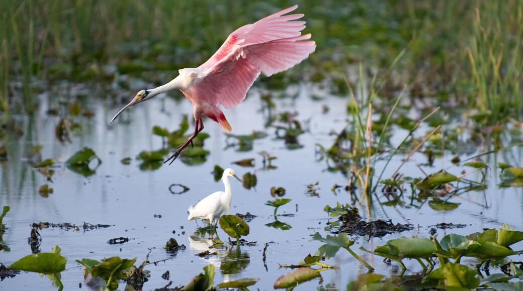 spoonbill in marsh