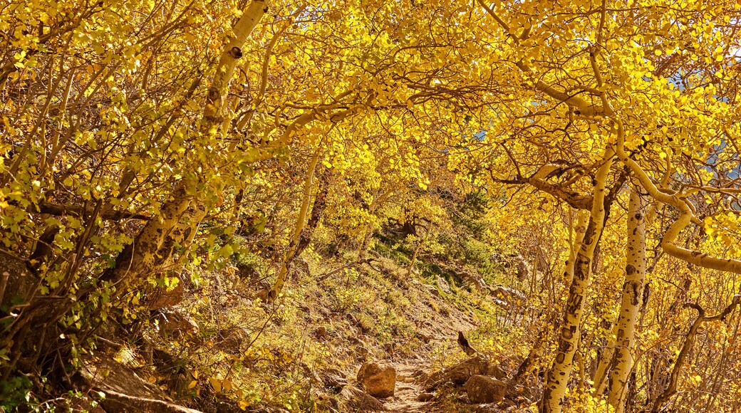 Aspen grove at autumn in Rocky Mountains