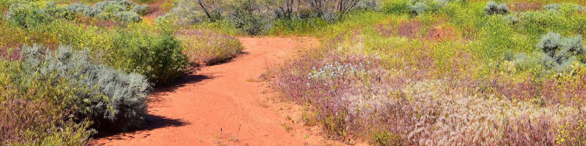 Views of Red Mountain Wilderness and Snow Canyon State Park from the Millcreek Trail and Washington Hollow by St George, Utah in Spring bloom in desert. United States.