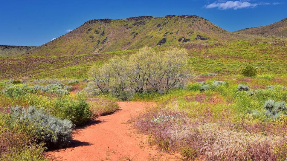 Views of Red Mountain Wilderness and Snow Canyon State Park from the Millcreek Trail and Washington Hollow by St George, Utah in Spring bloom in desert. United States.