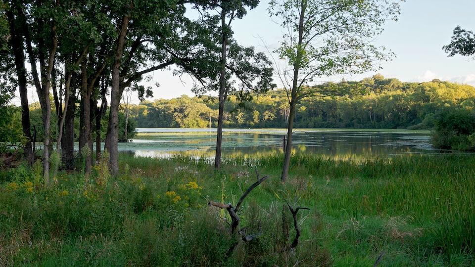Woodlands and Marshes of Normandale Lake