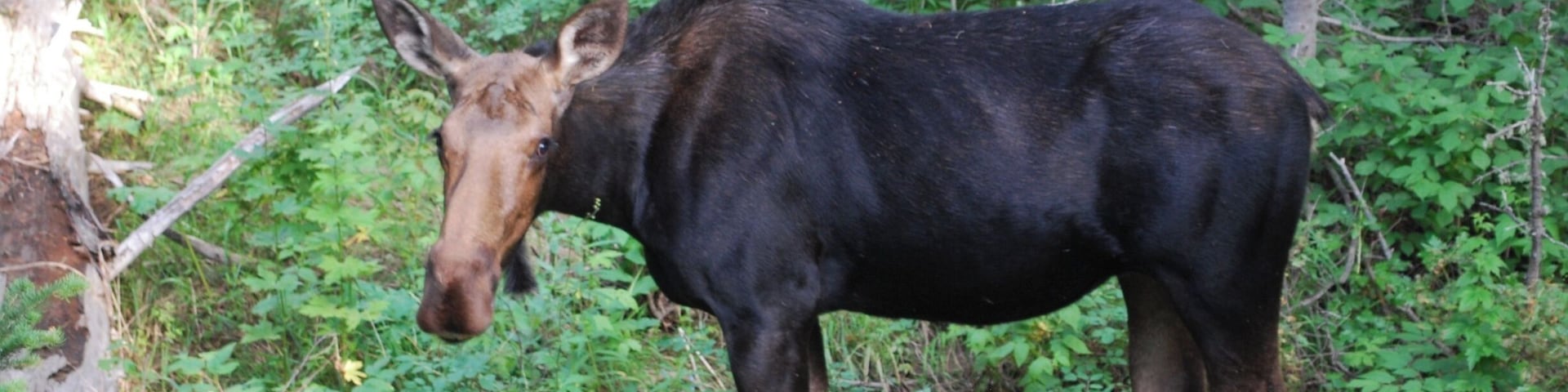 Many animals to see between Jackson and Teton village