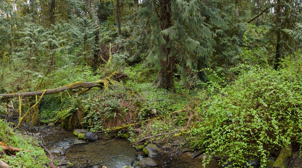 A tangle of trees and understory vegetation thrive in Tryon State Park, Lake Oswego, Oregon. This part of the country is home to temperate rainforests which serve as habitats for many species.