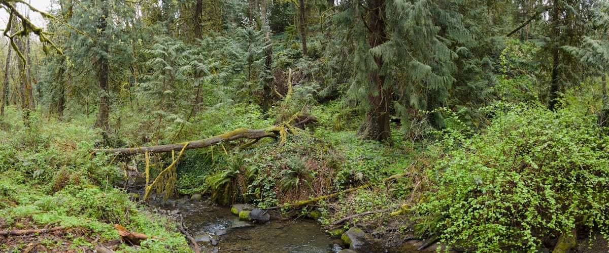 A tangle of trees and understory vegetation thrive in Tryon State Park, Lake Oswego, Oregon. This part of the country is home to temperate rainforests which serve as habitats for many species.
