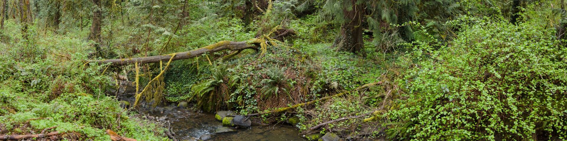 A tangle of trees and understory vegetation thrive in Tryon State Park, Lake Oswego, Oregon. This part of the country is home to temperate rainforests which serve as habitats for many species.