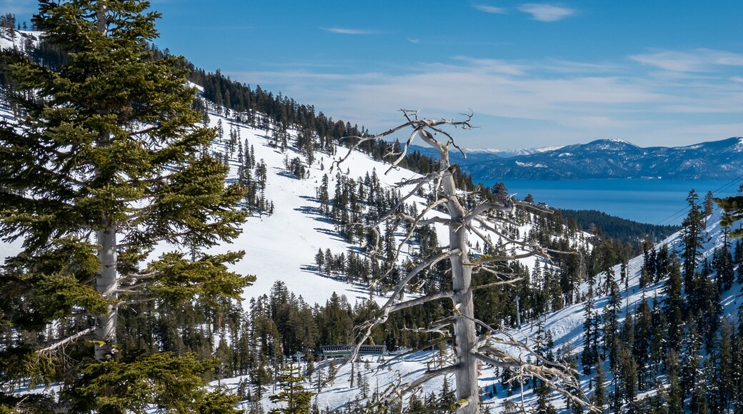 Tahoe Meadows