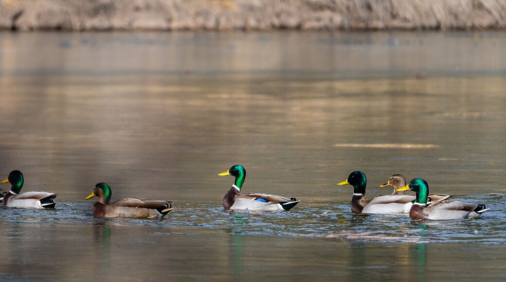 Wild Ducks and Waterfowl in Northern Arizona. Birds stopping through for winter.