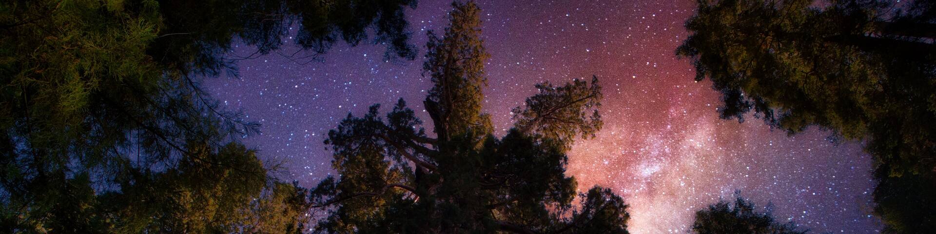 A tall tree with a starry night sky in the background.