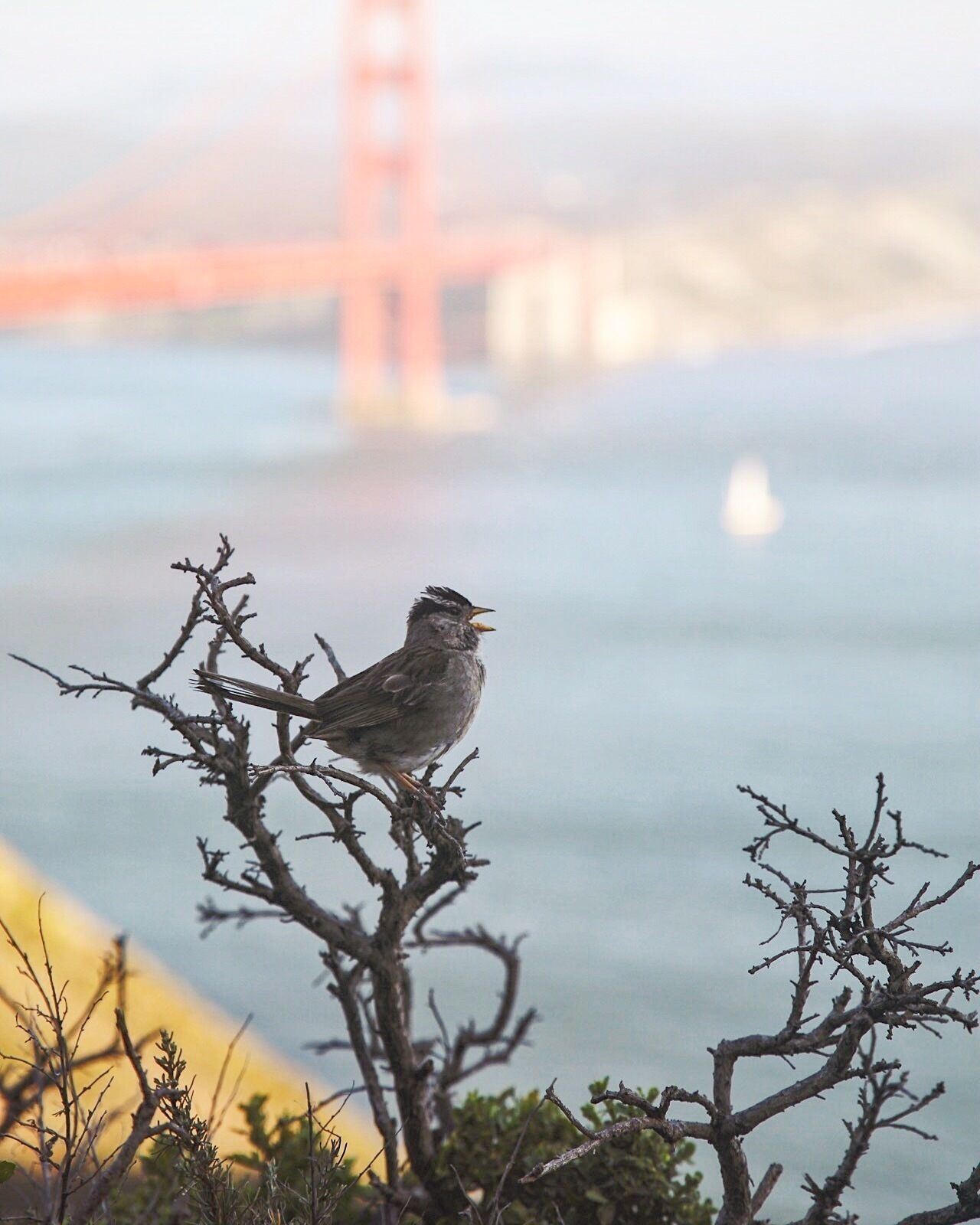 White Crowned Sparrow
