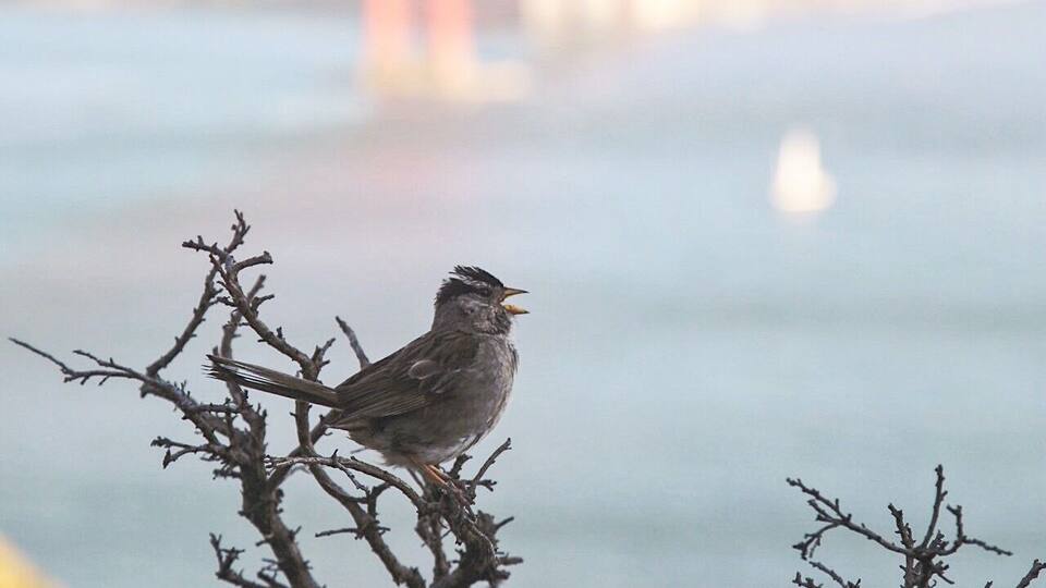 White Crowned Sparrow