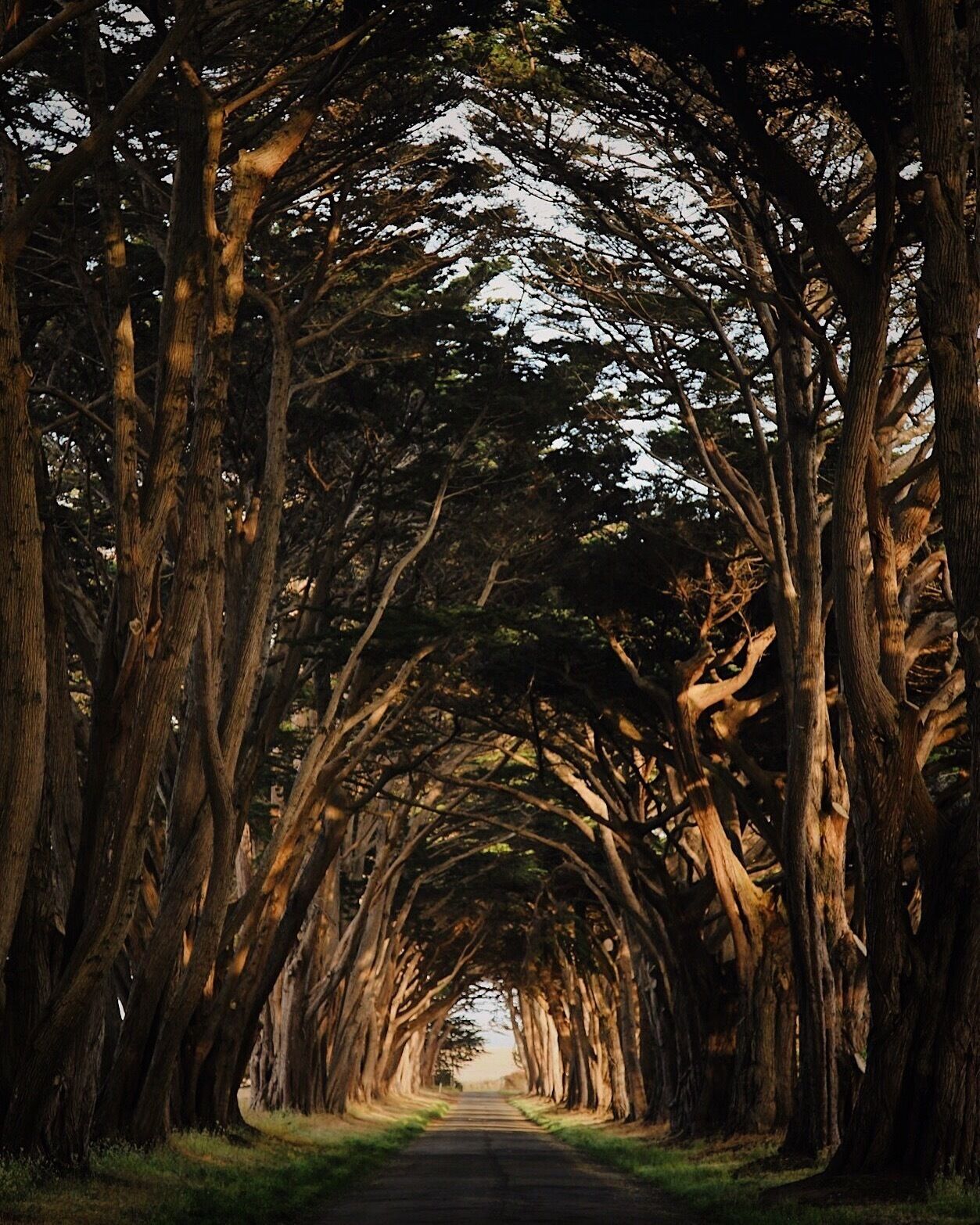 Golden hour in the tree tunnel. 
