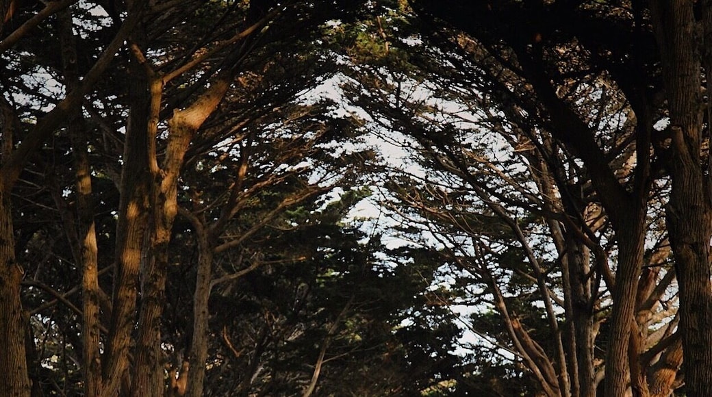 Golden hour in the tree tunnel.