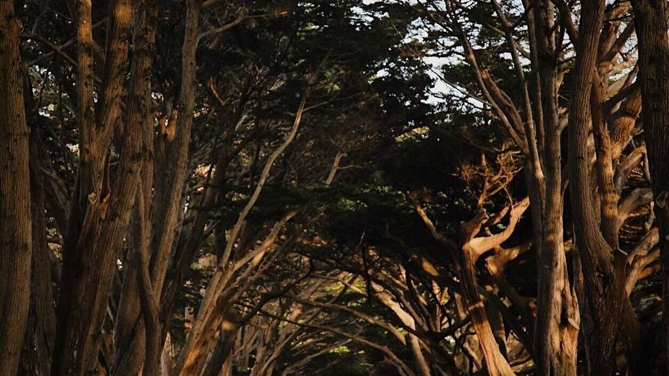 Golden hour in the tree tunnel.