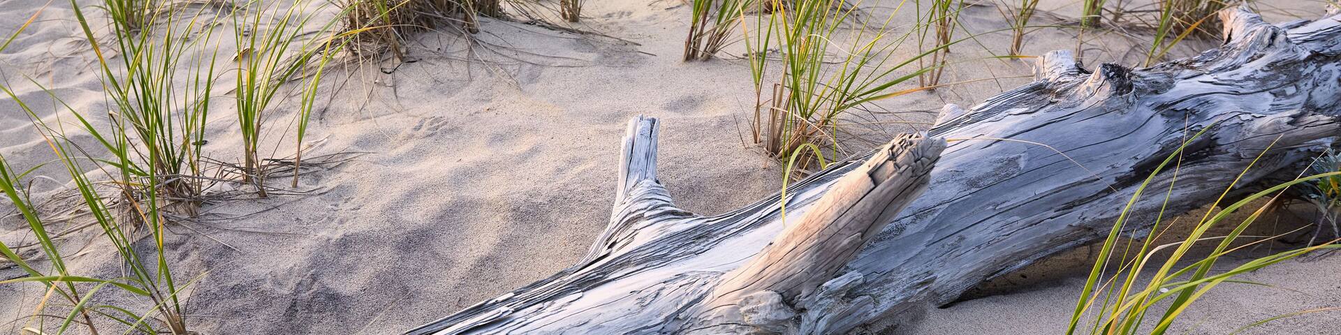 USA, New York, Amagansett, Driftwood on beach with grass