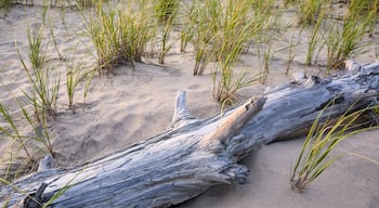 USA, New York, Amagansett, Driftwood on beach with grass