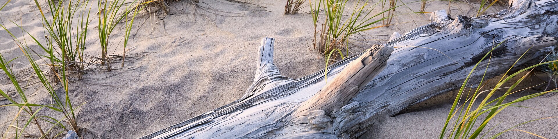 USA, New York, Amagansett, Driftwood on beach with grass