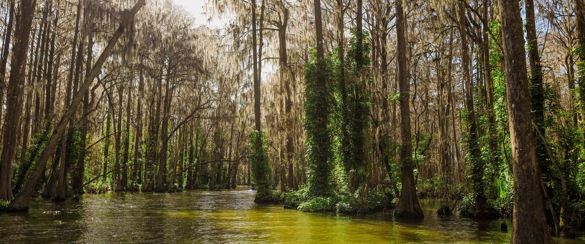 Dora Canal, which has been described as "The most beautiful mile of water in the world." Lake Eustis
