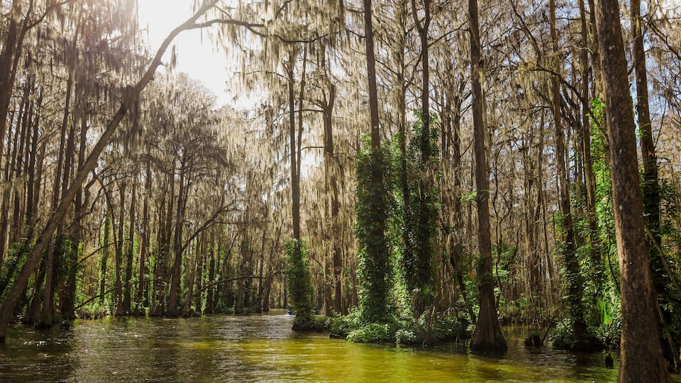 Dora Canal, which has been described as "The most beautiful mile of water in the world." Lake Eustis