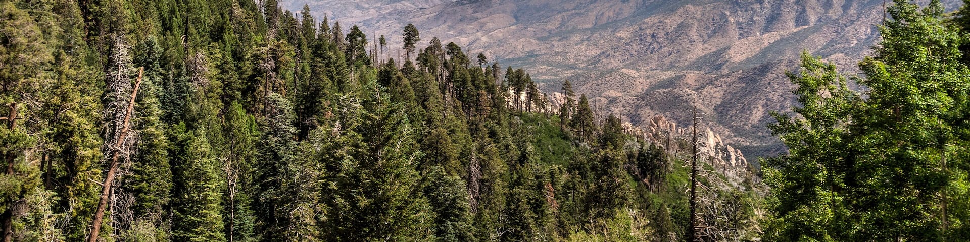Mt. Lemmon area, near Tucson, Arizona. The Aspen fire of 2003 destroyed much of this area including the small town of Summerhaven