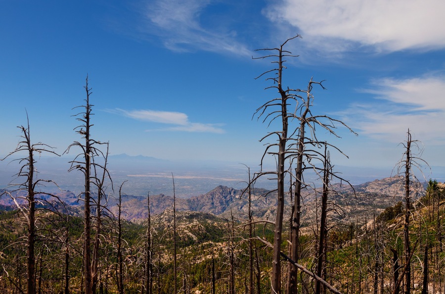 Mt. Lemmon area, near Tucson, Arizona. The Aspen fire of 2003 destroyed much of this area including the small town of Summerhaven