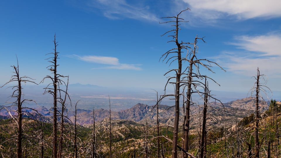 A mountainous landscape with dead trees and a clear blue sky.
