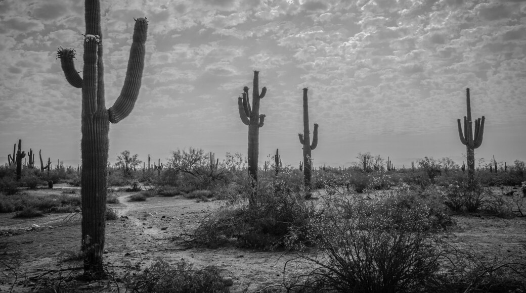 Saguaro Cacti in White Tank Mountain Park