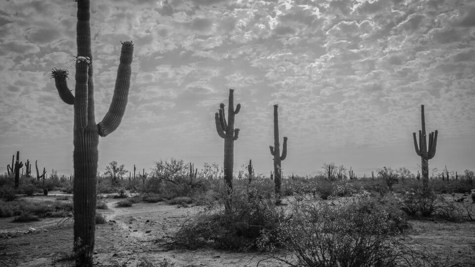 Saguaro Cacti in White Tank Mountain Park