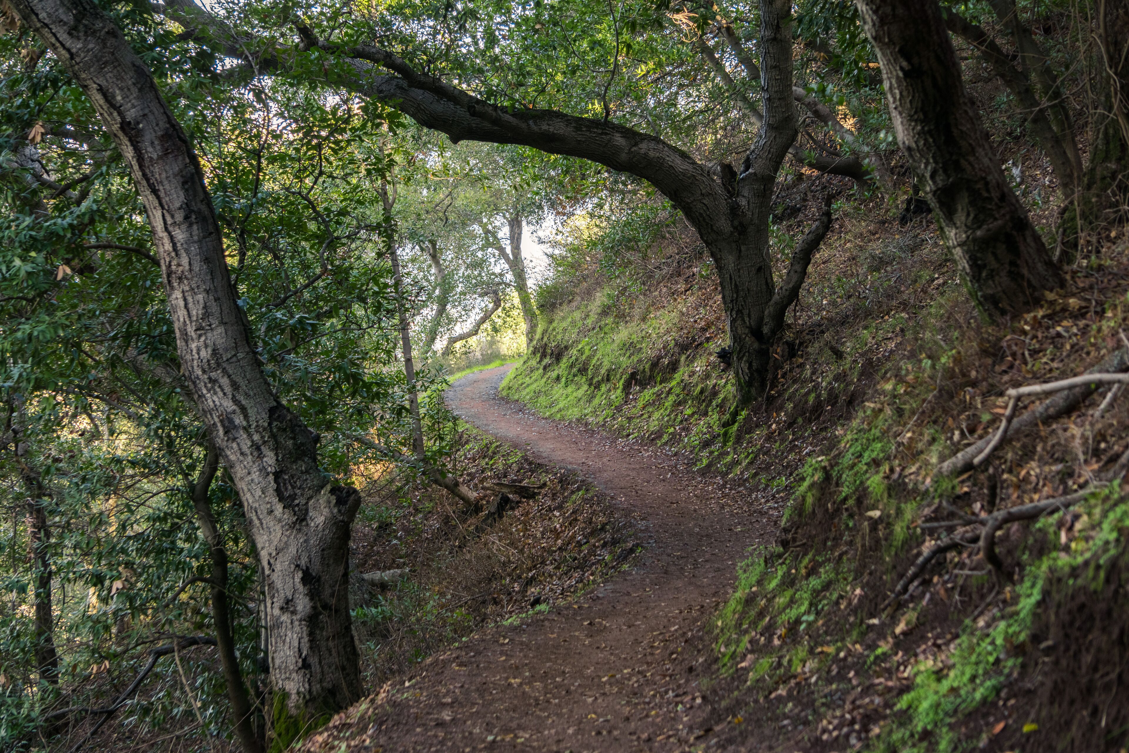 Hiking trail through the woods of Rancho San Antonio County Park, Santa Cruz mountains, Cupertino, Santa Clara county, California