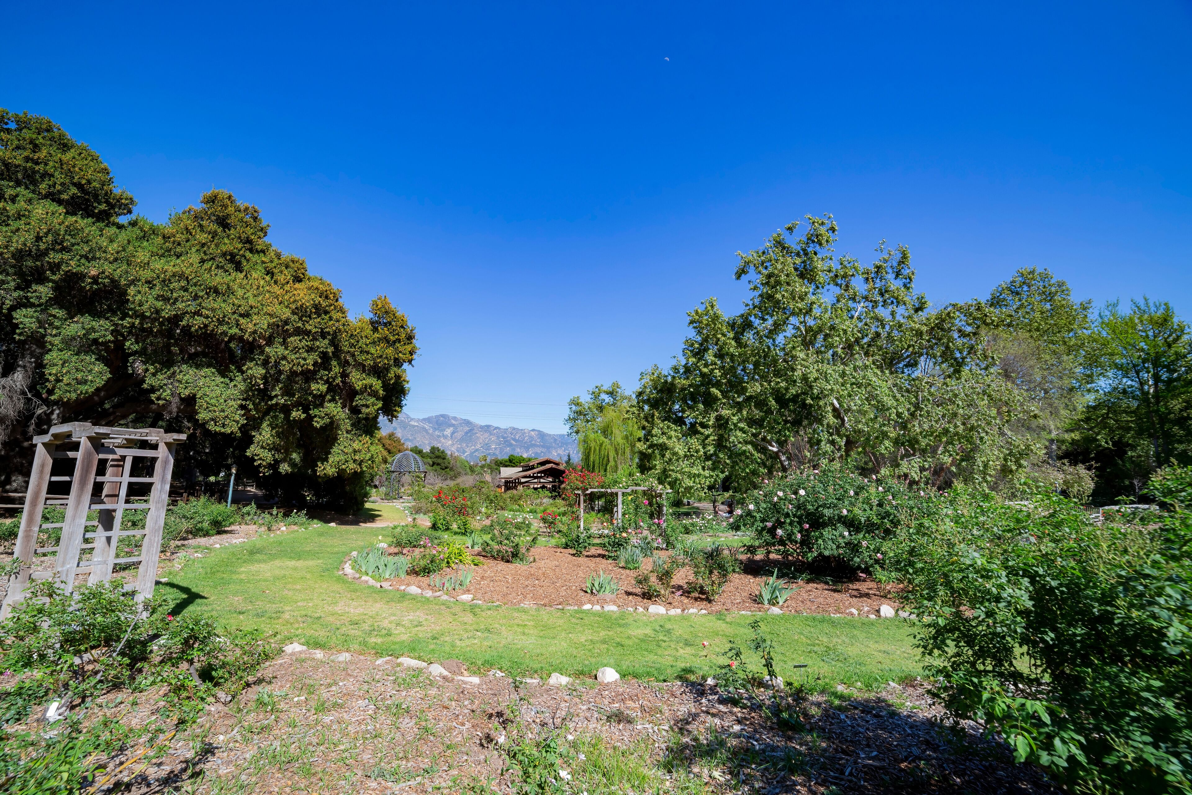 Close up shot of rose garden blossom