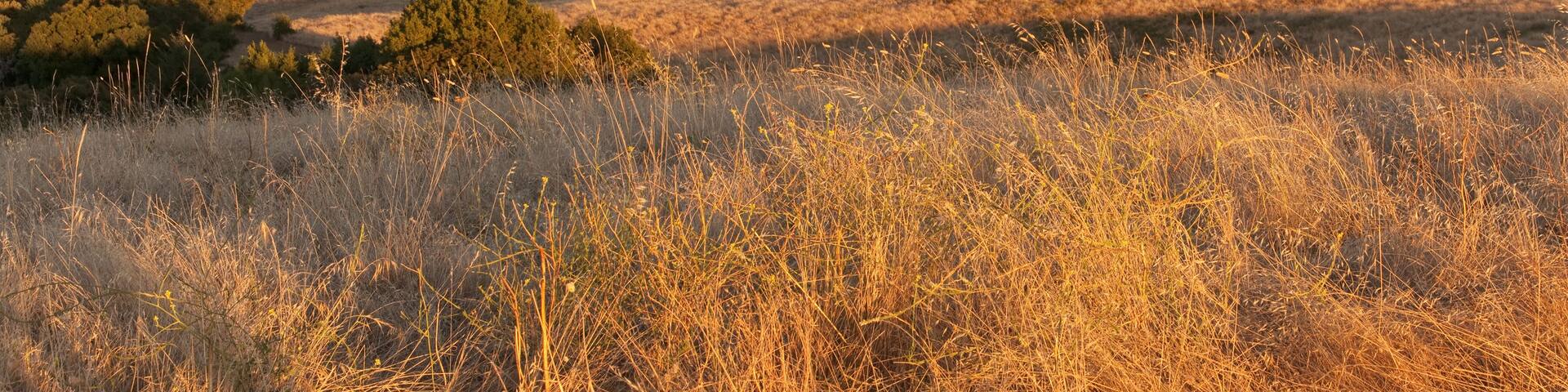Panorama of chaparral landscape at sunset in California.