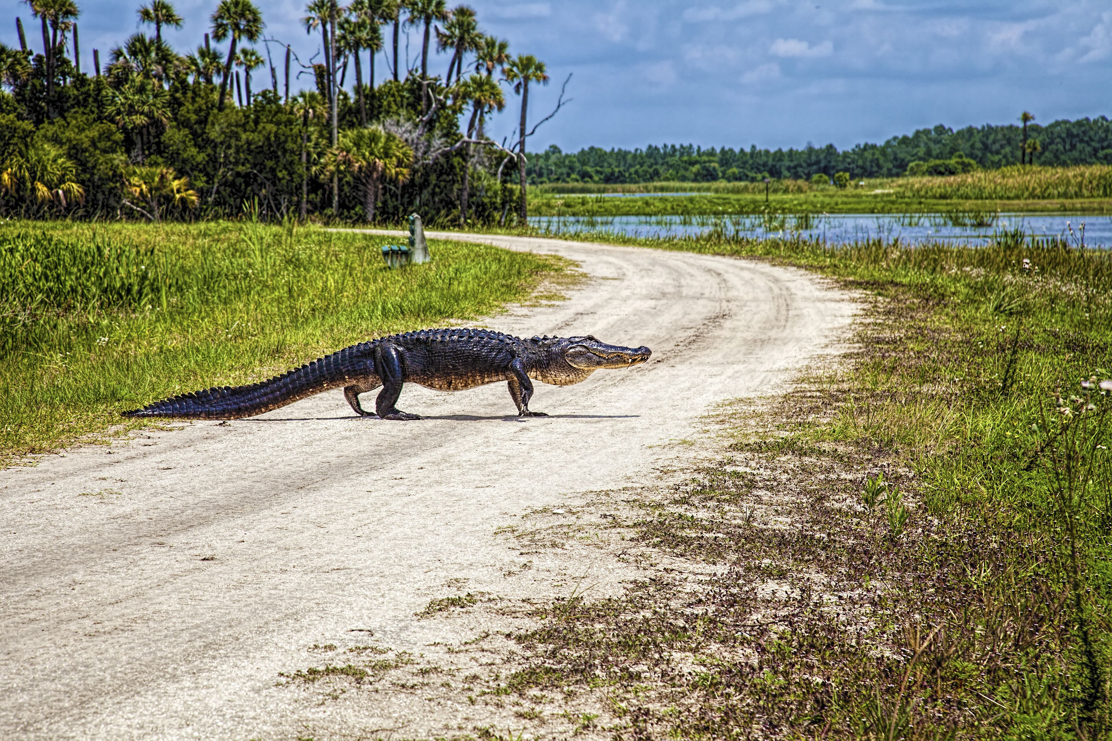 Alligator Crossing; Shutterstock ID 484272847; Purchase Order: -