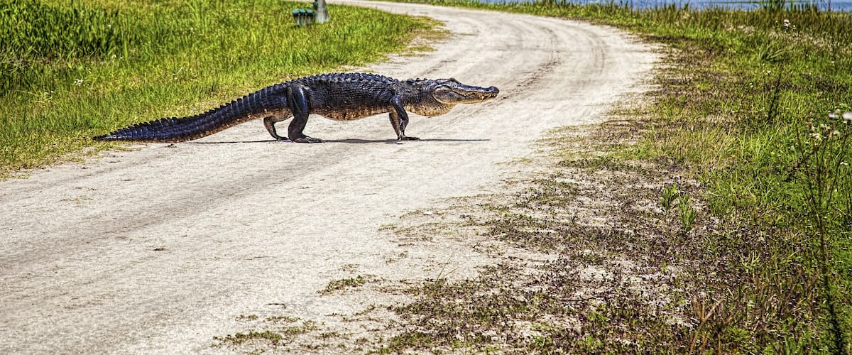 Alligator Crossing; Shutterstock ID 484272847; Purchase Order: -