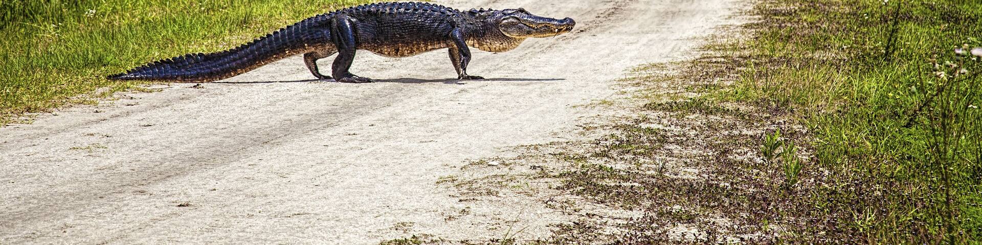 Alligator Crossing; Shutterstock ID 484272847; Purchase Order: -