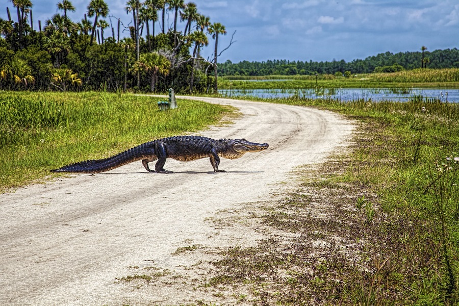 Alligator Crossing; Shutterstock ID 484272847; Purchase Order: -