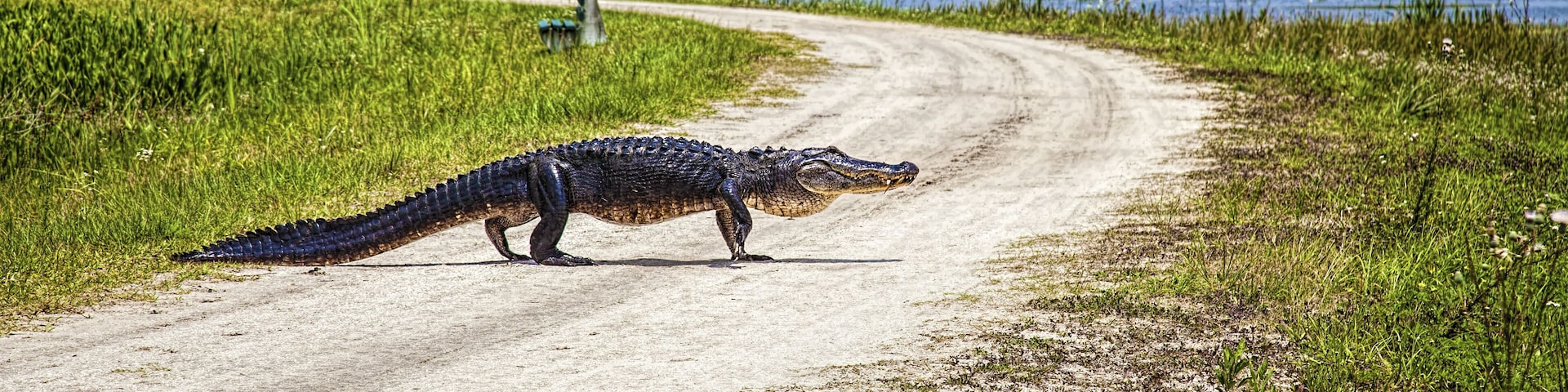 Alligator Crossing; Shutterstock ID 484272847; Purchase Order: -