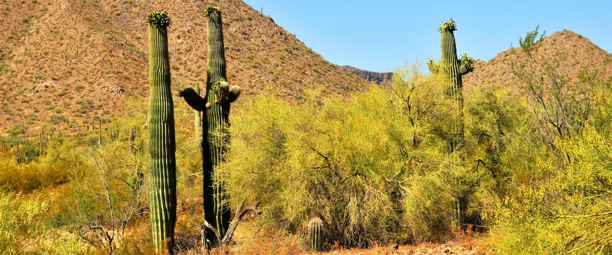 San Tan Mountains Sonora Desert Arizona
