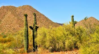 San Tan Mountains Sonora Desert Arizona