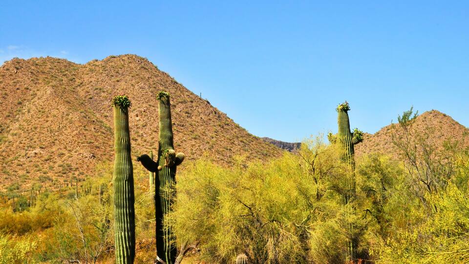 San Tan Mountains Sonora Desert Arizona
