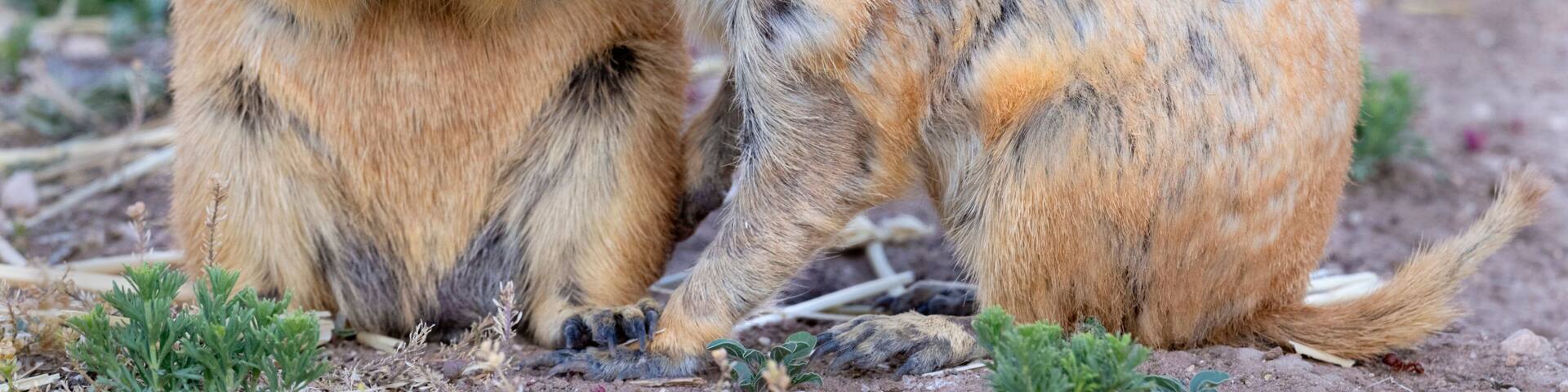 Two prairie dogs with a stick in their mouths.