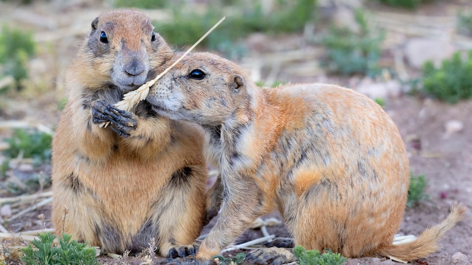 Juvenile black‑tailed prairie dogs (Cynomys ludovicianus) interacting with each other in Prairie dog city, Lubbock, Texas