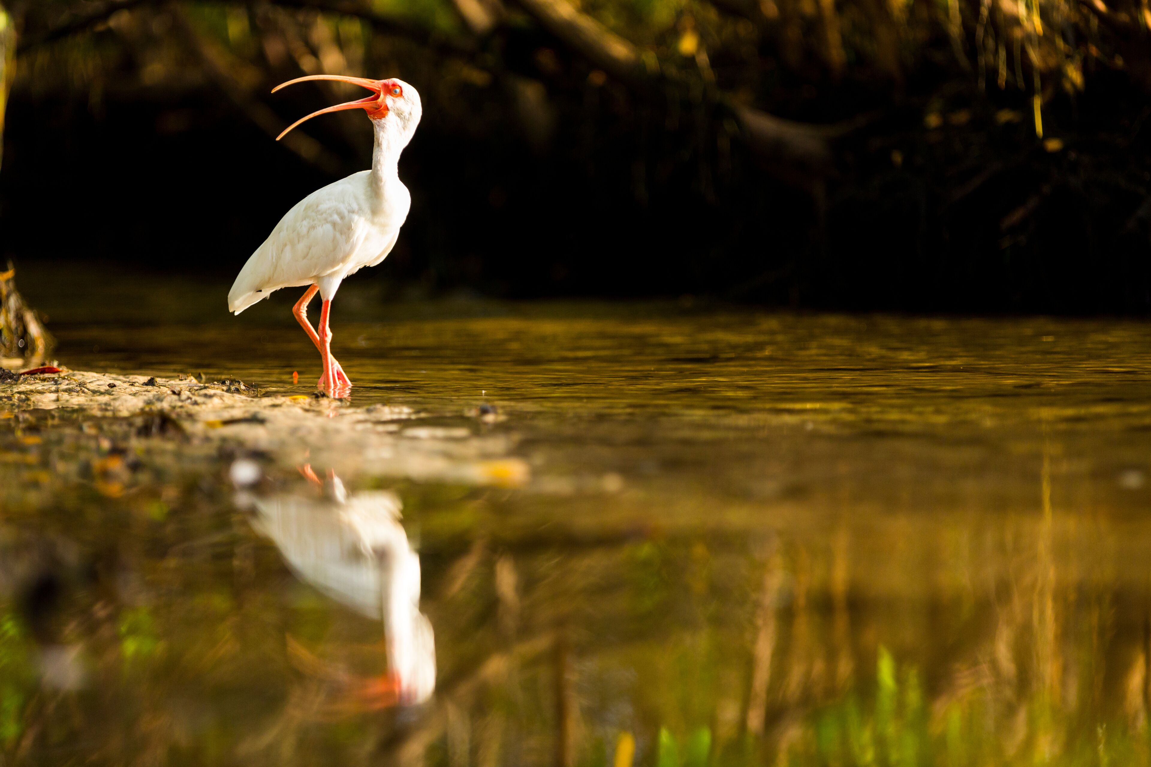 White ibis searching for fish along the shoreline of a mangrove estuary near Tampa Bay, Florida