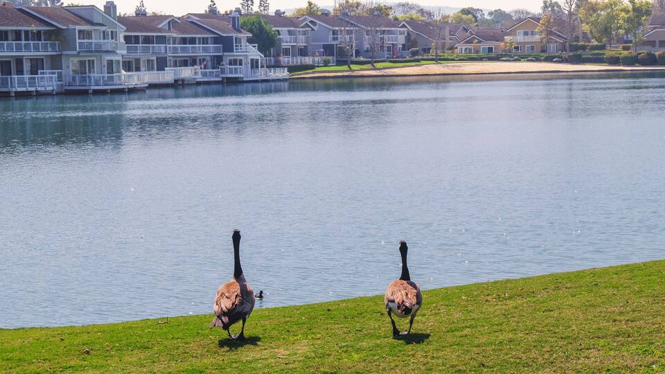 Geese by the North Lake in Irvine's Woodbridge Community.