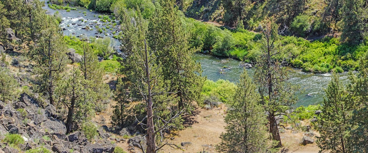 Conifer forest along the Deschutes River