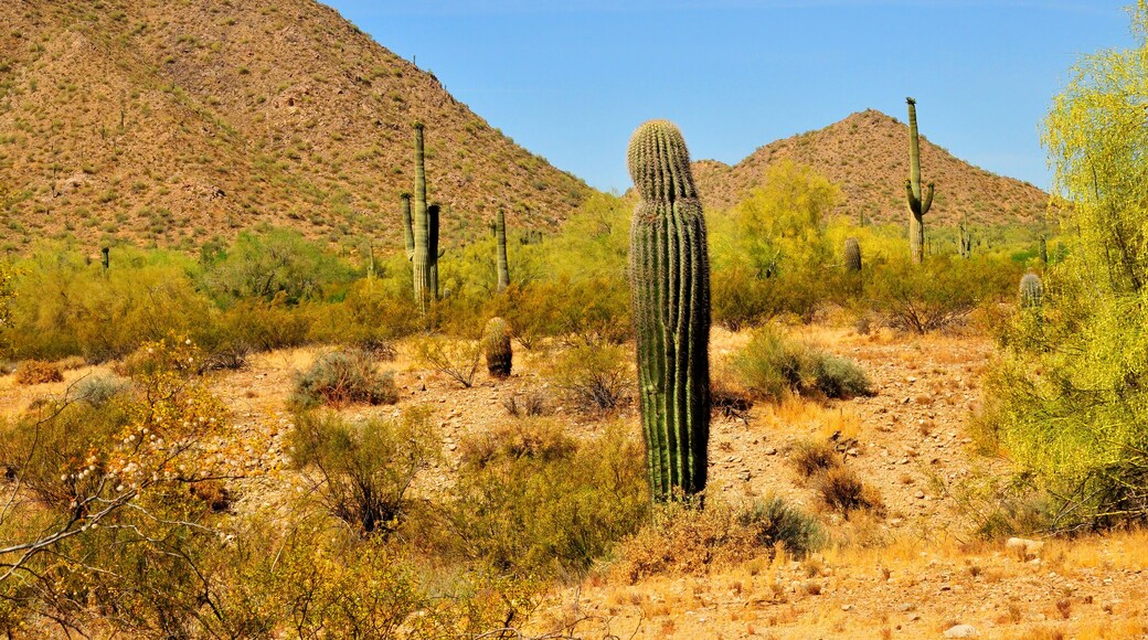 San Tan Mountains Sonora Desert Arizona