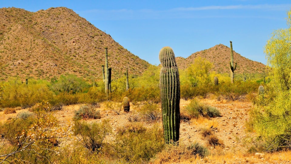 San Tan Mountains Sonora Desert Arizona